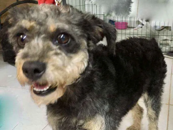 Cachorro ra a  idade 1 ano nome Jully Pequenina