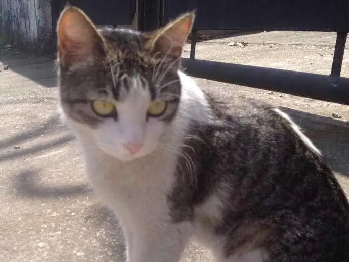 Gato ra a Srd idade  nome Olívia