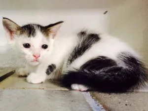 Gato raça Sem raça definida idade 2 a 6 meses nome Sem nome