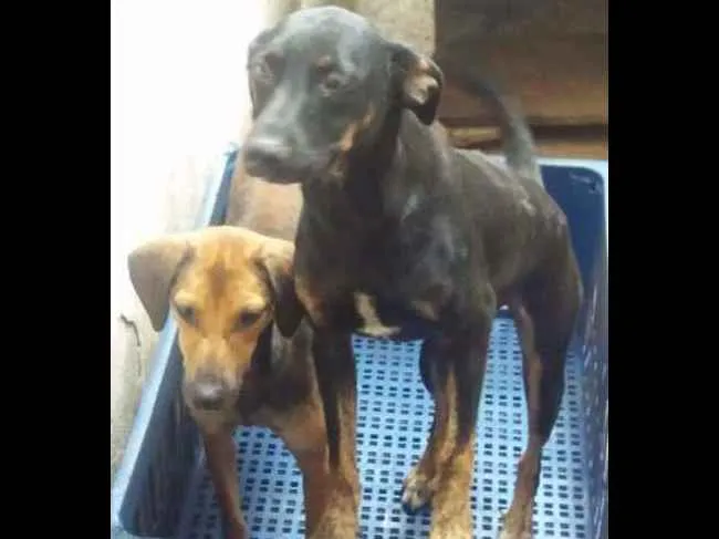 Cachorro ra a srd idade 2 anos nome cara preta e nega 
