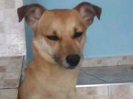 Cachorro ra a srd idade 2 anos nome banze