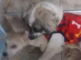simba