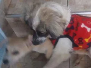 Cachorro raça srd idade 1 ano nome simba