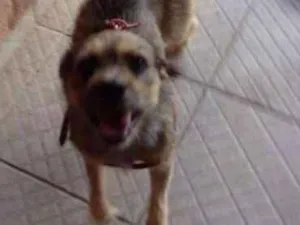 Cachorro raça srd idade 2 anos nome ted