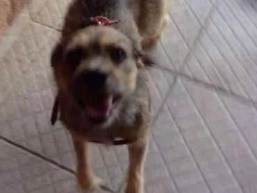 Cachorro ra a srd idade 2 anos nome ted