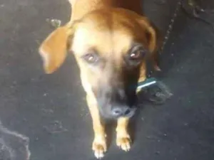 Cachorro raça srd idade 1 ano nome amarela