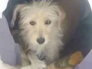 Cachorro raça srd idade 2 anos nome lexa