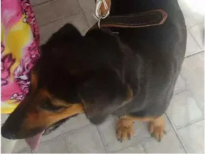Cachorro raça srd idade 2 anos nome pantera