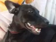 preta