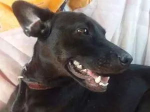 Cachorro raça srd idade 2 anos nome preta