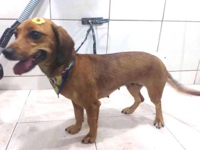 Cachorro ra a Mix de salsicha idade 2 anos nome Mel