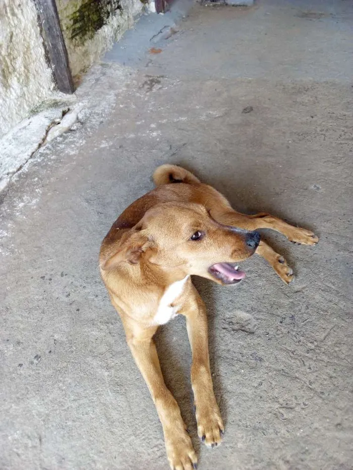 Cachorro ra a Vira lata / indefinida idade 2 a 6 meses nome Billy / Jhow