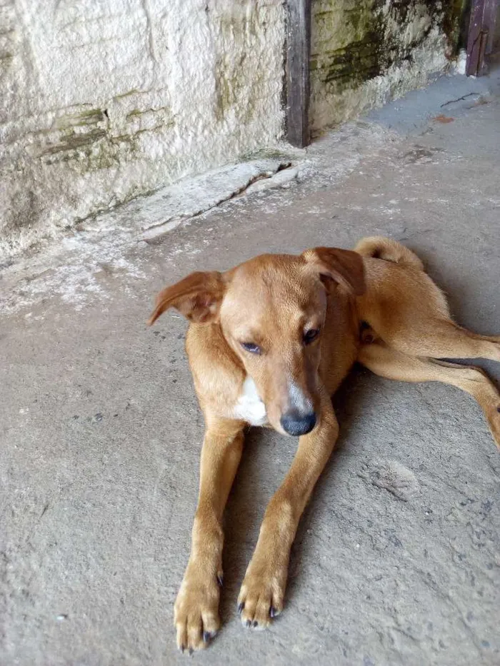 Cachorro ra a Vira lata / indefinida idade 2 a 6 meses nome Billy / Jhow