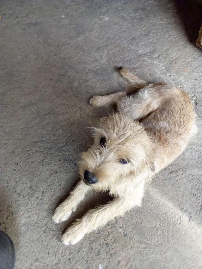 Cachorro ra a Vira lata / indefinida idade 2 a 6 meses nome Billy / Jhow
