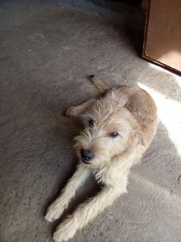 Cachorro ra a Vira lata / indefinida idade 2 a 6 meses nome Billy / Jhow