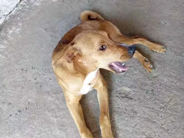 Cachorro ra a Vira lata / indefinida idade 2 a 6 meses nome Billy / Jhow