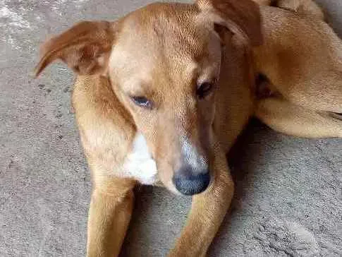 Cachorro ra a Vira lata / indefinida idade 2 a 6 meses nome Billy / Jhow