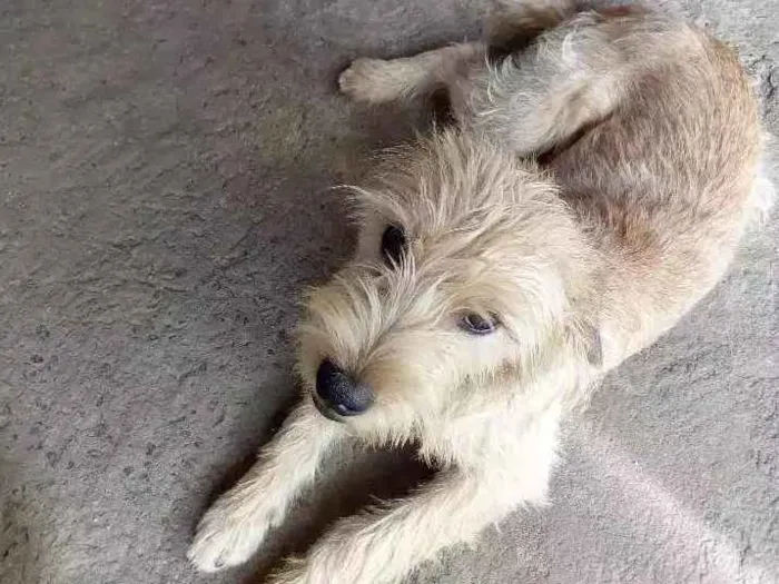 Cachorro ra a Vira lata / indefinida idade 2 a 6 meses nome Billy / Jhow