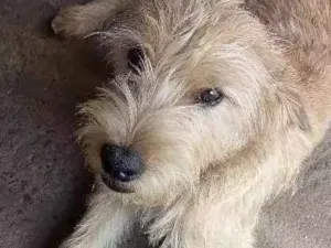 Cachorro raça Vira lata / indefinida idade 2 a 6 meses nome Billy / Jhow
