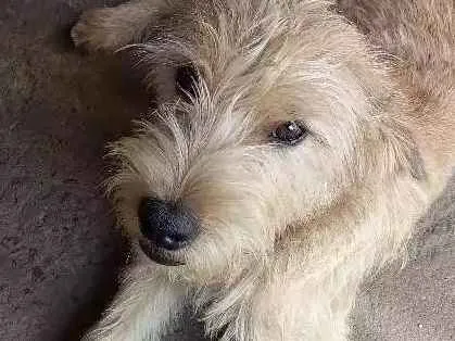 Cachorro ra a Vira lata / indefinida idade 2 a 6 meses nome Billy / Jhow