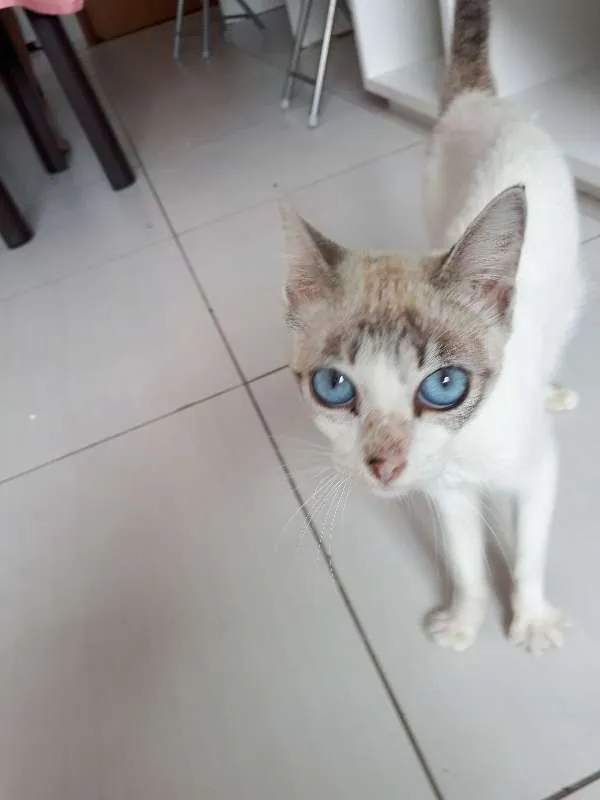 Gato ra a sem raça definida idade 7 a 11 meses nome Lisbela
