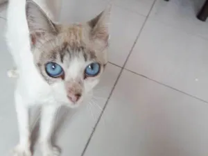 Gato raça sem raça definida idade 7 a 11 meses nome Lisbela