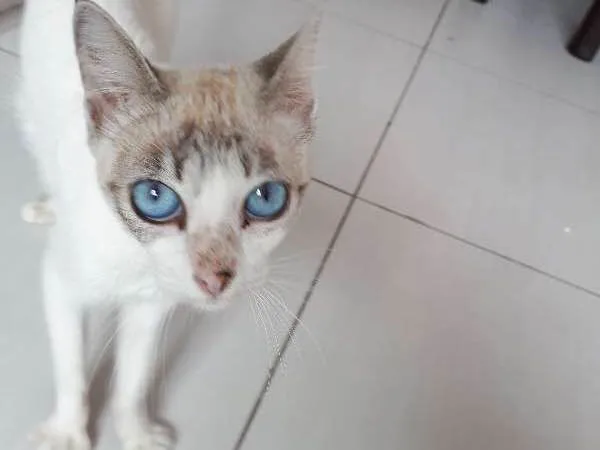 Gato ra a sem raça definida idade 7 a 11 meses nome Lisbela