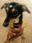 Pipoca