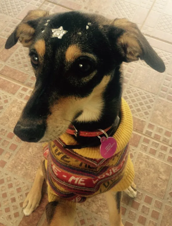Cachorro ra a SRD  idade 3 anos nome Pipoca