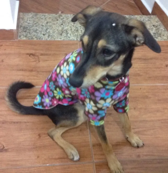 Cachorro ra a SRD  idade 3 anos nome Pipoca