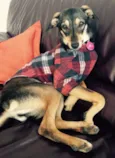Pipoca