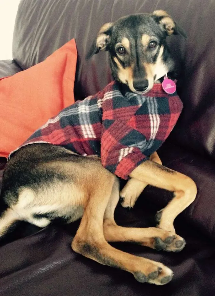 Cachorro ra a SRD  idade 3 anos nome Pipoca