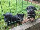 Cachorro raça Indefinida  idade Abaixo de 2 meses nome Suchi