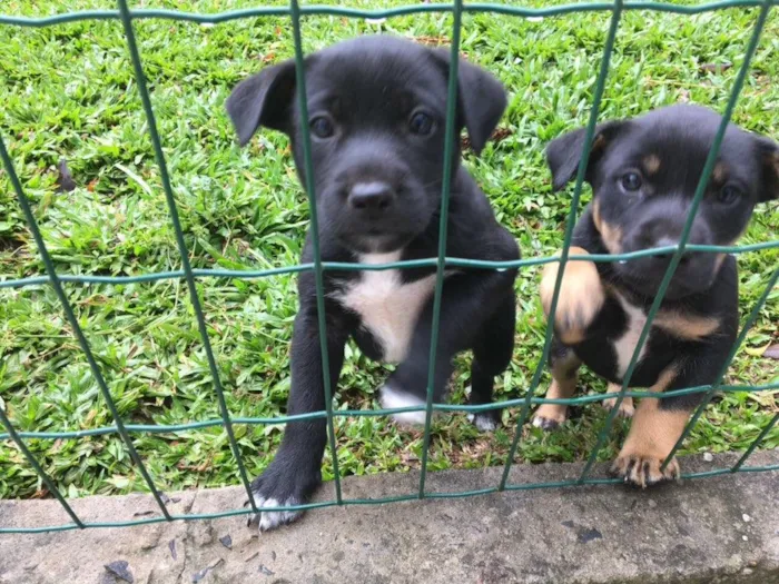Cachorro ra a Indefinida  idade Abaixo de 2 meses nome Suchi