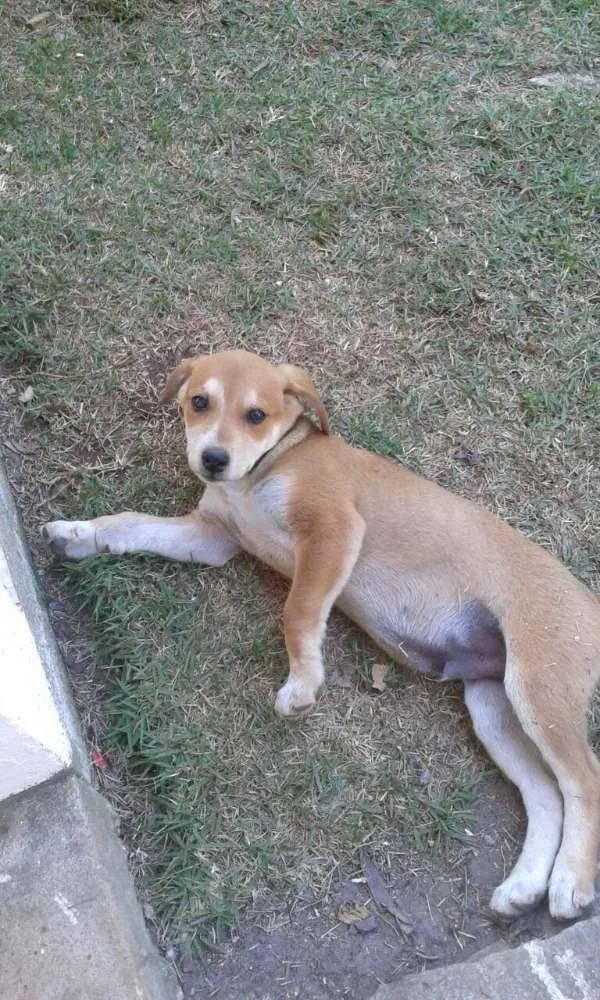 Cachorro ra a SRD (sem raça definida) idade 2 a 6 meses nome Maya e Mike