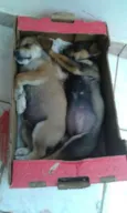 Maya e Mike