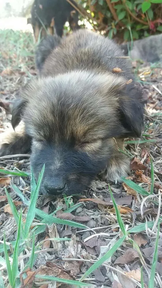 Cachorro ra a Misturinha idade  nome Melancia