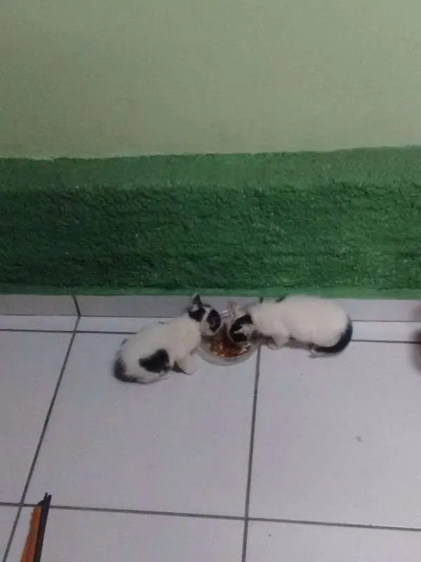 Gato raça  idade 2 a 6 meses nome vários