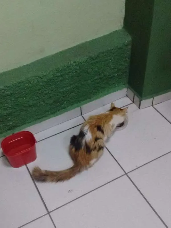 Gato raça  idade 2 a 6 meses nome vários