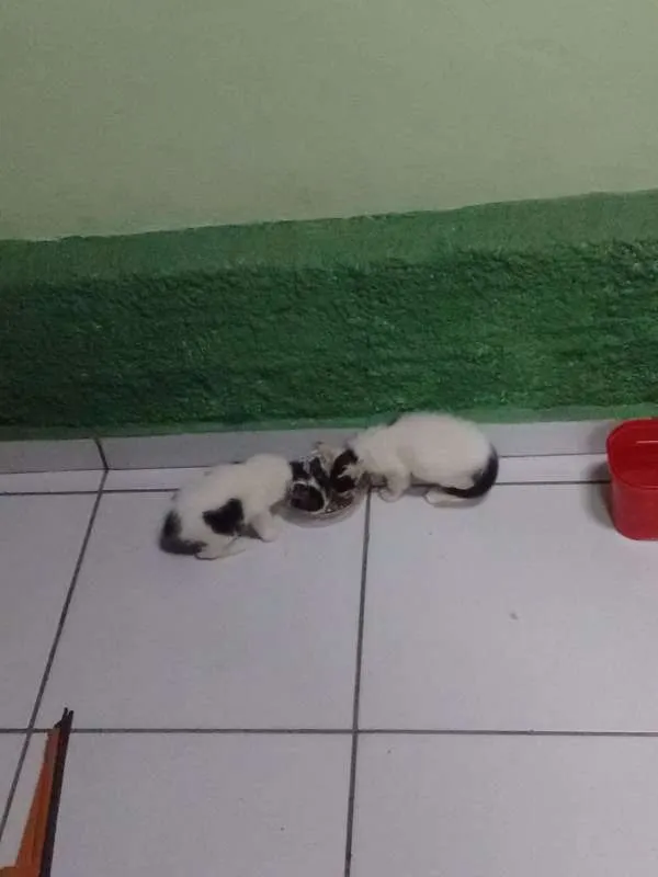Gato raça  idade 2 a 6 meses nome vários