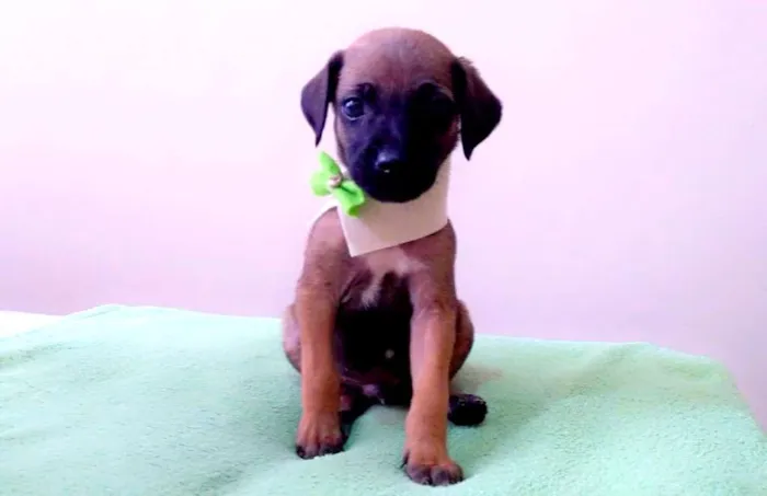 Cachorro raça SRD idade Abaixo de 2 meses nome Toby