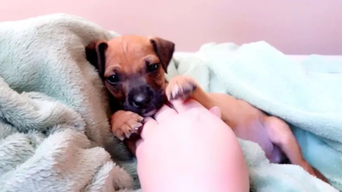 Cachorro raça SRD idade Abaixo de 2 meses nome Toby