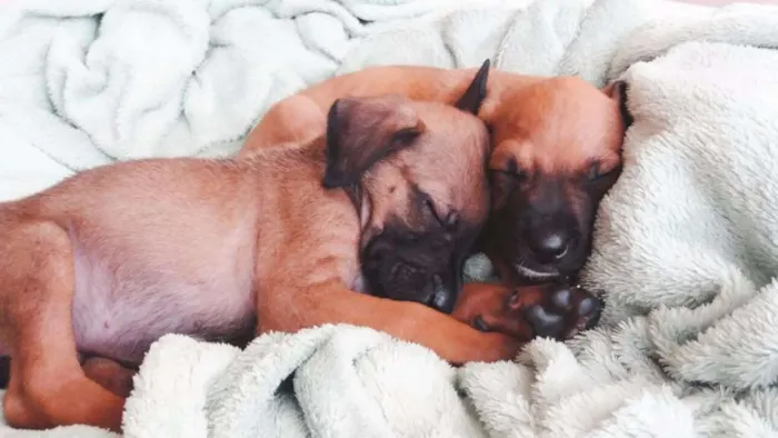 Cachorro raça SRD idade Abaixo de 2 meses nome Toby