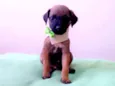 Toby