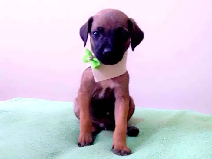 Cachorro raça SRD idade Abaixo de 2 meses nome Toby