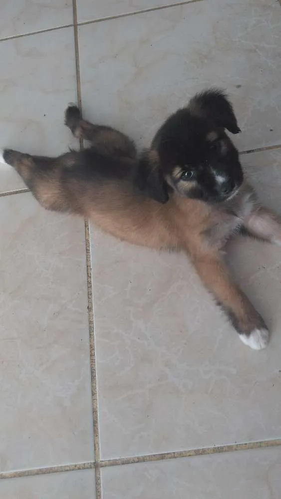 Cachorro raça Vira lata idade 2 a 6 meses nome Malfoy