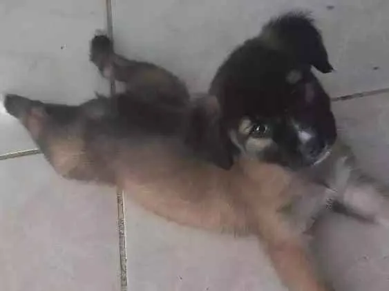 Cachorro raça Vira lata idade 2 a 6 meses nome Malfoy