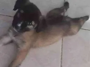 Cachorro raça Vira lata idade 2 a 6 meses nome Malfoy