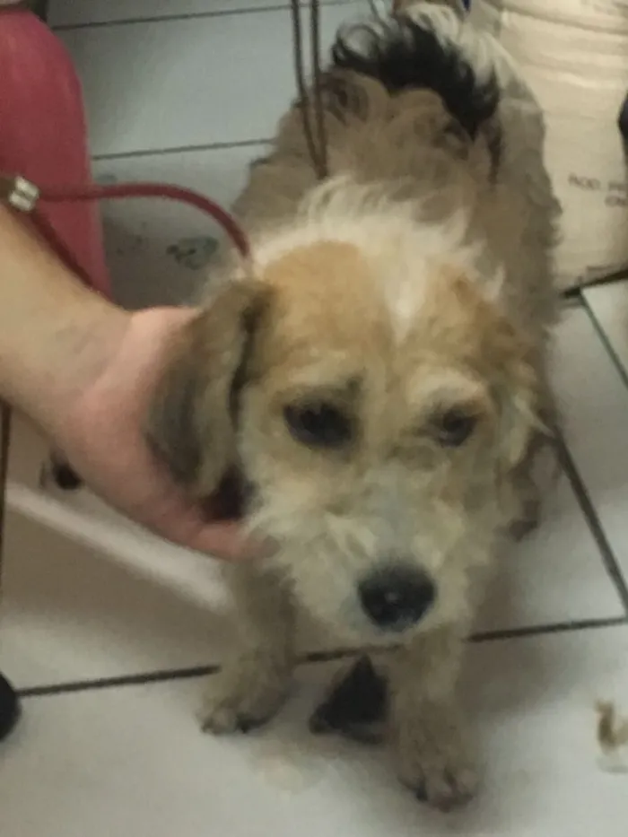 Cachorro ra a Srd idade 1 ano nome Lolla