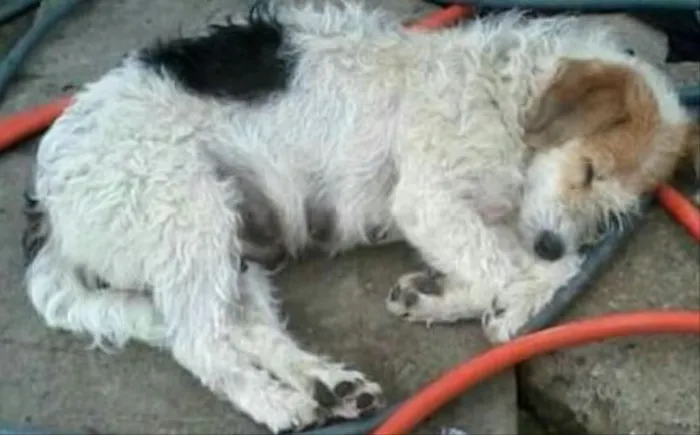 Cachorro ra a Srd idade 1 ano nome Lolla